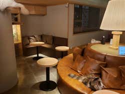 Bar con gatti da accarezzare
