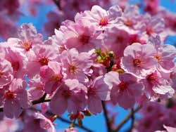 Primavera a Tokyo, ciliegi in fiore