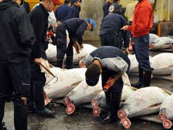 Mercato de Tsukiji, subasta di tonni