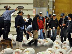 Mercato di Tsukiji, subasta di tonni