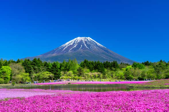 Escursione al Monte Fuji e raccolta di frutta